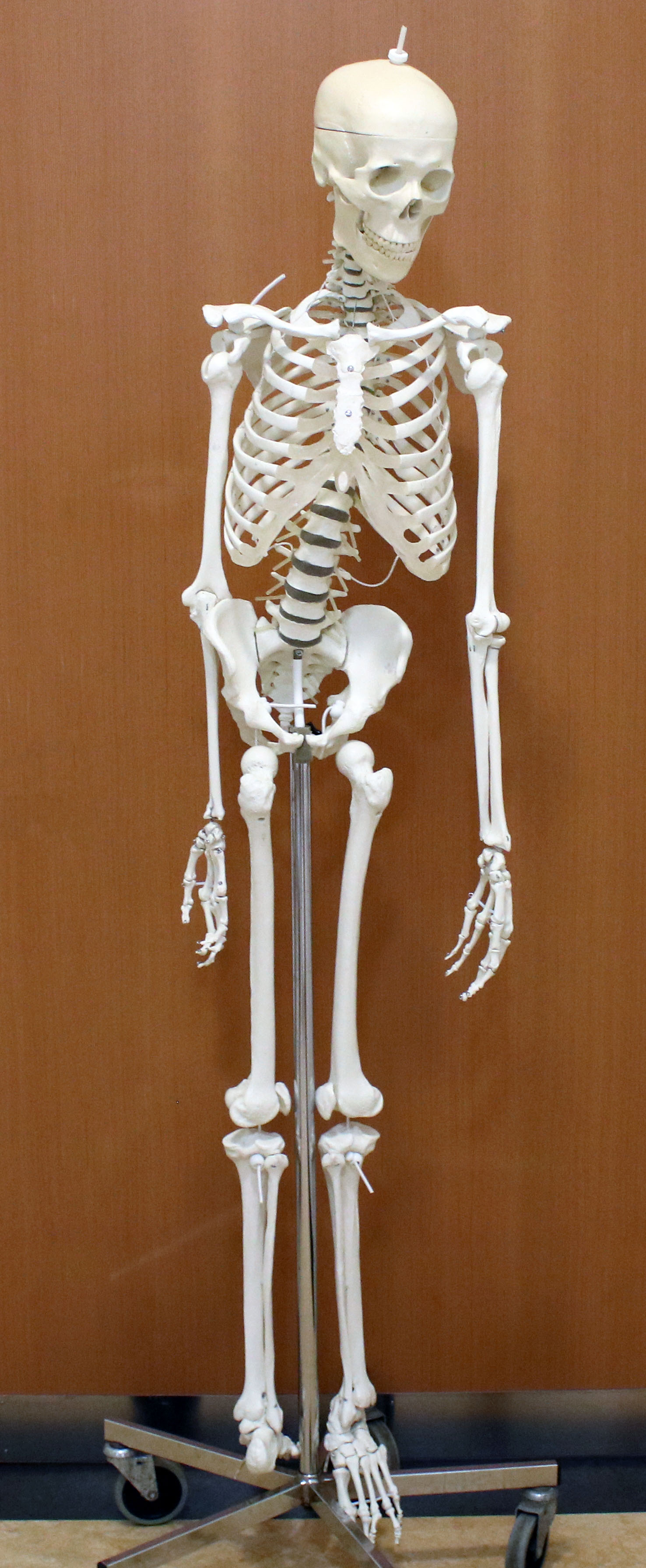 Skelet 170 cm